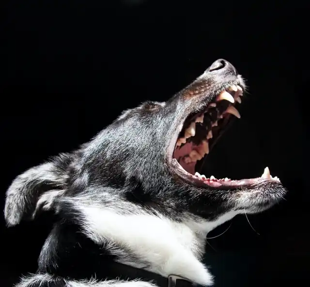 Showing the portrait of a very angry dog barking at something
            out of frame.