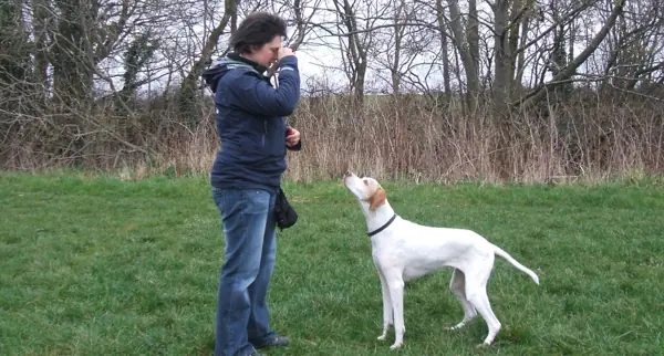 Zsuzsa teaching Gracie 'watch me'.