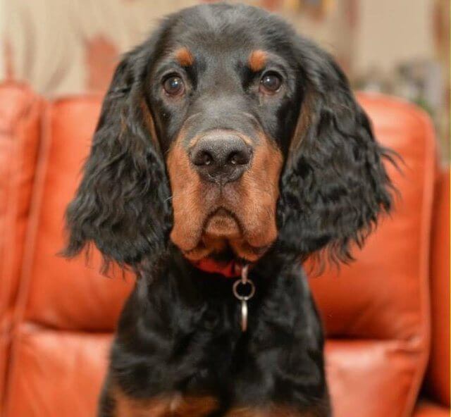 Showing a spaniel sitting on a sofa.
