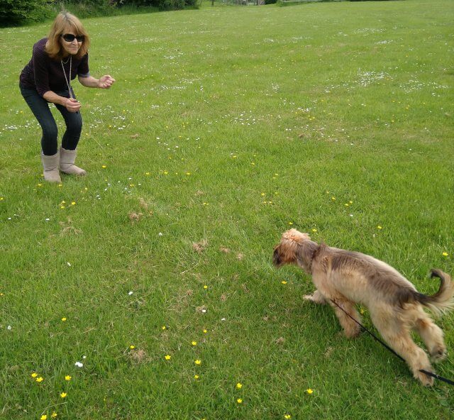Showing a lady in the act of recall, she is leaning forward
calling her dog who is running to her.