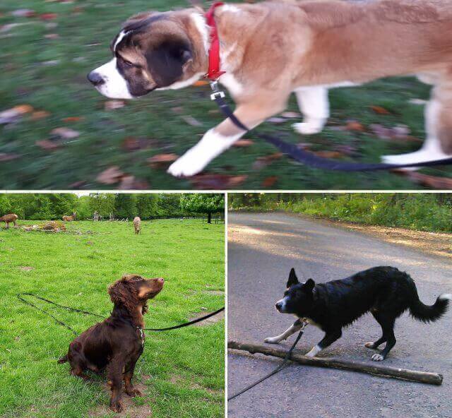 A montage of
three different dogs suring walks.